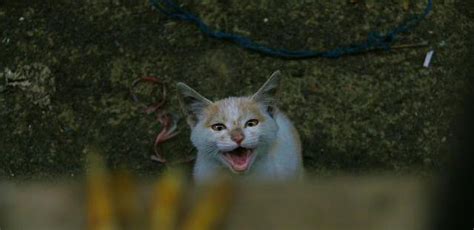 野猫一直来我家